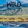 2026 TF Publishing Wild 12" x 12" Monthly Wall Calendar, Multi (26-1032)~#|#~C197172A-572D-4F43-8F0AE4E6F7AEB36C_sc7