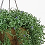 National Tree Company 18" Hanging Argentea Plant (LAR8-702-18HU-1)~#|#~C19C988C-C9AE-425F-B52367BD458D8049_sc7