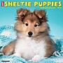 2026 Willow Creek Sheltie Puppies 12" x 12" Monthly Wall Calendar (52754)~#|#~C1AF3E65-CB84-4FF1-8FA61C4995F976AE_sc7
