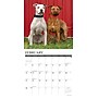 2027 Willow Creek American Pit Bull Terriers 12" x 12" Monthly Wall Calendar, Assorted Colors (58756)~#|#~C1CA3C56-6E08-4C76-AC35FB3099F935AD_sc7