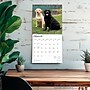 2026 BrownTrout Labrador Retrievers 12" x 12" Monthly Wall Calendar (9798330704224)~#|#~C1E8B074-D162-490F-96CA10CD9A2E2141_sc7