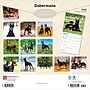 2026 BrownTrout Dobermans 12" x 12" Monthly Wall Calendar (9798330703159)~#|#~C1F8DC53-ABAD-42EB-B45D2053A56752C6_sc7