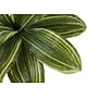 Monarch Specialties Inc. 17" Artificial Dracaena Plant in Pot (I 9573)~#|#~C26E99BD-C05F-4804-91BAB1DC3C08A79A_sc7