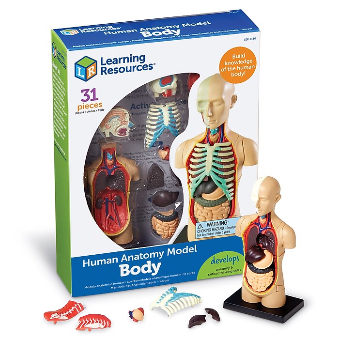 Learning Resources Human Body Anatomy Model (LER3336) | Staples