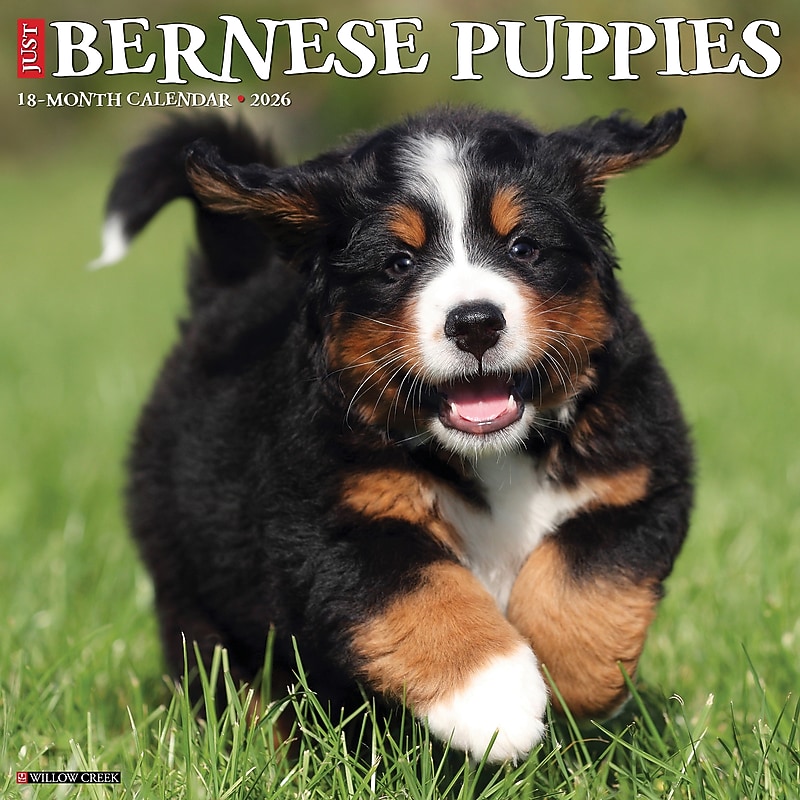 2026 Willow Creek Bernese Mountain Puppies 12" x 12" Monthly Wall Calendar (50194) image 1