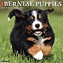 2026 Willow Creek Bernese Mountain Puppies 12" x 12" Monthly Wall Calendar (50194)~#|#~C2DD7B6C-0696-4477-8D48B4A2B0E5C80D_sc7