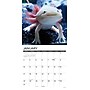 2027 Willow Creek Axolotls 12" x 12" Monthly Wall Calendar, Assorted Colors (58947)~#|#~C34D998D-4E1D-445A-A9ECBBBCEE7136EC_sc7
