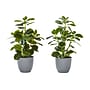 Monarch Specialties Inc. 14" Artificial Ficus Elastica Plant in Pot, 2/Set (I 9558)~#|#~C35F0377-40E3-4DD3-951A11786F5AB87C_sc7