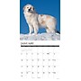 2027 Willow Creek Great Pyrenees  12" x 12" Monthly Wall Calendar (60551)~#|#~C3ABB90C-EDAA-4919-94525EEFA2E7EA5D_sc7