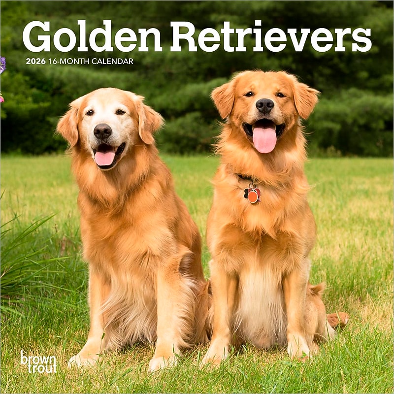 2026 BrownTrout Golden Retrievers 7" x 7" Monthly Wall Calendar (9798330703487) image 1