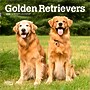 2026 BrownTrout Golden Retrievers 7" x 7" Monthly Wall Calendar (9798330703487)~#|#~C3B68AB3-F940-4B29-B3FAD938D17CF829_sc7