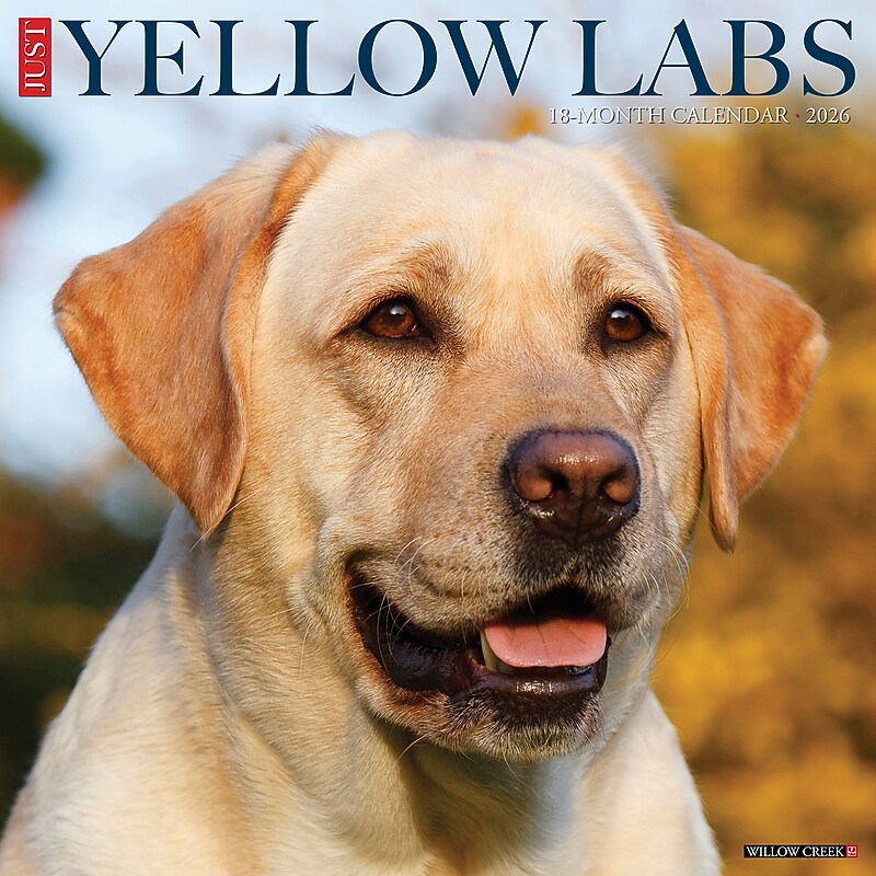 2026 Willow Creek Yellow Labs 12" x 12" Monthly Wall Calendar, Reversible (53355) image 1