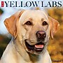 2026 Willow Creek Yellow Labs 12" x 12" Monthly Wall Calendar, Reversible (53355)~#|#~C406BBB9-BDF2-41B3-98534B599CDF658E_sc7