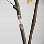 Nearly Natural 5' Autumn Maple Artificial Fall Tree (T4839)~#|#~C464DF28-28EA-438C-8CA02F5489800496_sc7