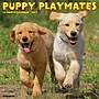 2027 Willow Creek Puppy Playmates 12" x 12" Monthly Wall Calendar, Assorted Colors (61961)~#|#~C482BB60-89D3-4134-AD301FE4F5650798_sc7