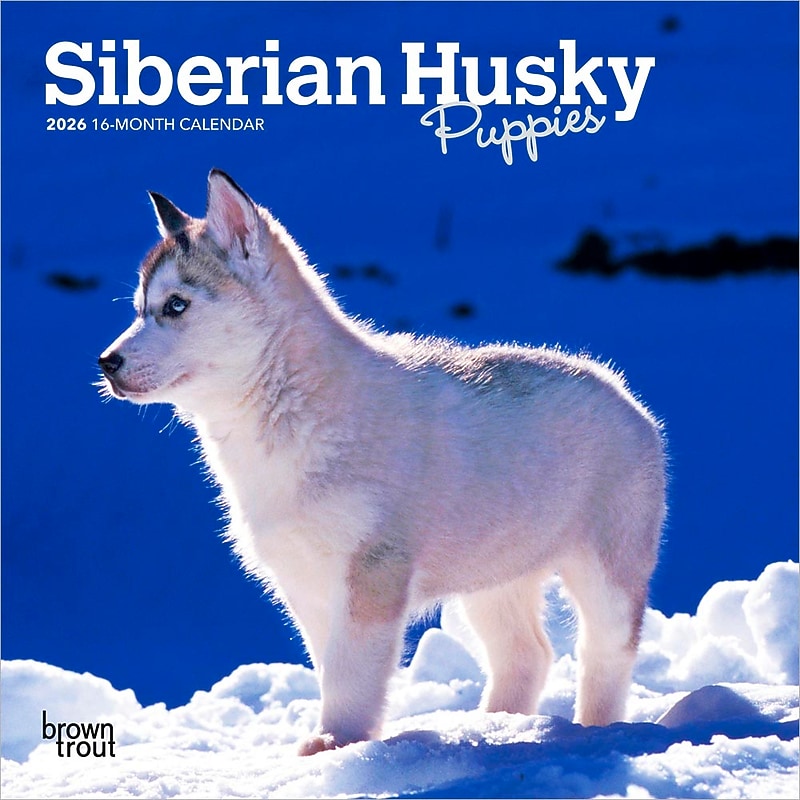 2026 BrownTrout Siberian Husky Puppies 7" x 7" Monthly Wall Calendar (9798330705597) image 1
