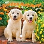 2027 BrownTrout Golden Retriever Puppies 12" x 12" Monthly Wall Calendar (9798330712465)~#|#~C505F4AC-B563-4EAC-854BD65455CB6213_sc7