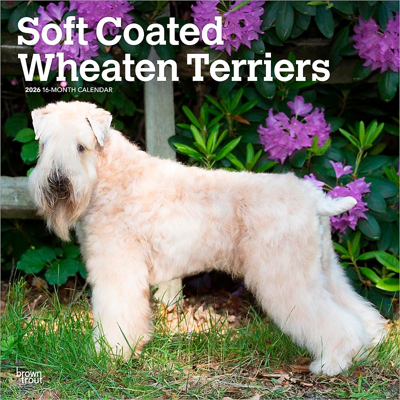 2026 BrownTrout Soft Coated Wheaten Terriers 12" x 12" Monthly Wall Calendar (9798330706310) image 1