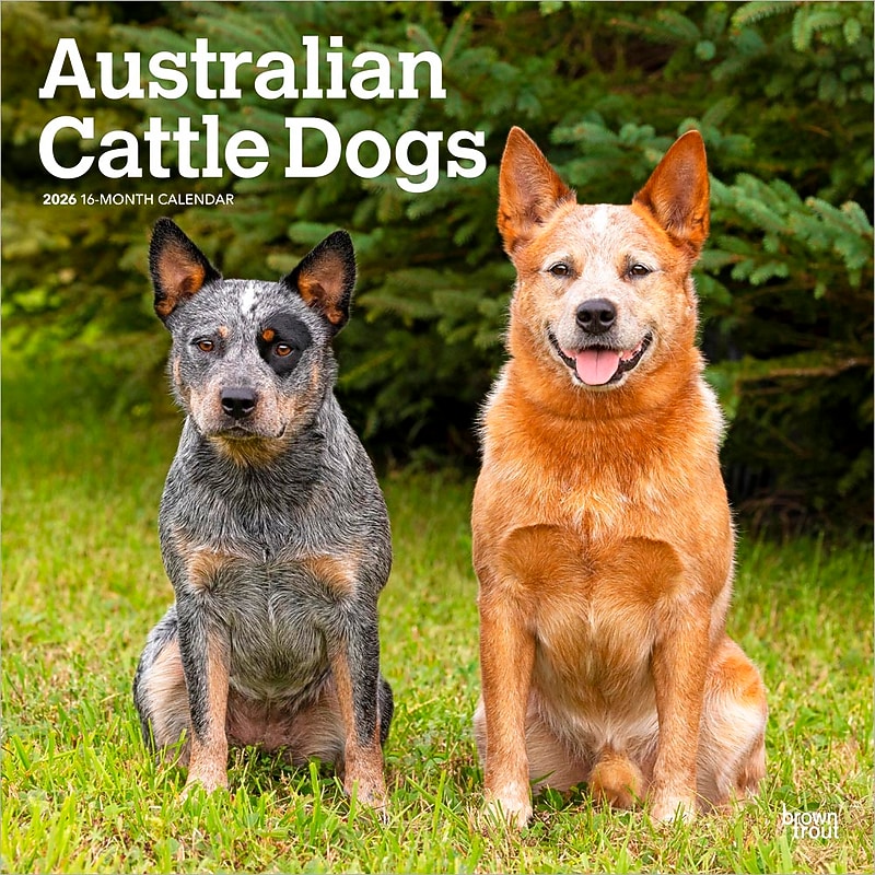 2026 BrownTrout Australian Cattle Dogs 12" x 12" Monthly Wall Calendar (9798330702190) image 1