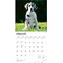 2026 BrownTrout Great Danes 12" x 12" Monthly Wall Calendar (9798330703524)~#|#~C522E46C-53FB-4CDD-BF33FE3D723F3EAB_sc7