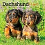 2027 BrownTrout Dachshund Puppies 7" x 7" Monthly Wall Calendar, Assorted Colors (9798330709977)~#|#~C527E075-4861-42C0-935820D84BD8C135_sc7