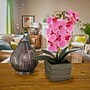 National Tree Company 21" Pink Orchid Flower in Wood Box (MT81-PH0354PPK)~#|#~C599A0FC-74C3-46B2-A6FB6ABE773B6FAF_sc7