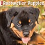 2026 Willow Creek Rottweiler Puppies 12" x 12" Monthly Wall Calendar (52600)~#|#~C5DE7D1D-81A8-4D49-B4709D2844EF962F_sc7