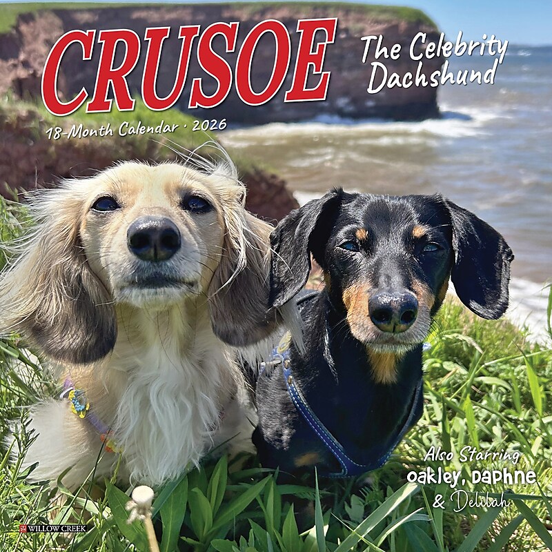 2026 Willow Creek Crusoe the Celebrity Dachshund 7" x 7" Monthly Wall Calendar (53539) image 1