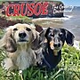 2026 Willow Creek Crusoe the Celebrity Dachshund 7" x 7" Monthly Wall Calendar (53539)~#|#~C5E12700-991D-4476-AED55991F903B409_sc7