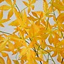 Nearly Natural 5' Autumn Maple Artificial Fall Tree in Pot, Yellow (T4839)~#|#~C5EF0F9E-418B-4A39-B2F8644EEFAE1429_sc7