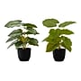 Monarch Specialties Inc. 13" Artificial Epipremnum in Pot, 2/Set (I 9583)~#|#~C66AB7A1-BC37-4C02-B85670EEBD12AC88_sc7