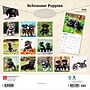2026 BrownTrout Schnauzer Puppies 12" x 12" Monthly Wall Calendar (9798330705443)~#|#~C695A5B5-056E-4139-9FDB2B7C96442171_sc7