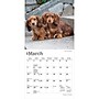 2027 BrownTrout Dachshund Puppies 7" x 7" Monthly Wall Calendar, Assorted Colors (9798330709977)~#|#~C7284FB3-0380-4BDB-8388879D508F438C_sc7
