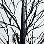 Nearly Natural Pre-Lit Halloween Black Twig Artificial Tree, 7' (T5168)~#|#~C72CF840-F056-4E7F-A32E7468A4C1D77A_sc7