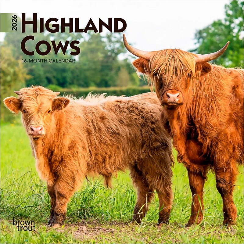 2026 BrownTrout Highland Cows 7" x 7" Monthly Wall Calendar (9798330703623) image 1