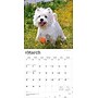 2026 BrownTrout West Highland White Terriers 12" x 12" Monthly Wall Calendar (9798330706280)~#|#~C781CBEB-94D0-4BA7-9962D987A96B8A82_sc7