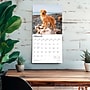 2026 BrownTrout Golden Retrievers 12" x 12" Monthly Wall Calendar (9798330703494)~#|#~C7B31366-C196-47CE-9EAAC284A94E6BFB_sc7