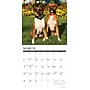 2026 Willow Creek Boxers 12" x 12" Monthly Wall Calendar (50378)~#|#~C7BAE23C-CA0A-4BD2-966EAA9D047419B9_sc7