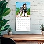 2026 BrownTrout Miniature Schnauzers 12" x 12" Monthly Wall Calendar (9798330705467)~#|#~C8241536-4E82-4764-8669201EA84E6886_sc7