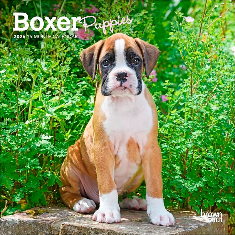 2026 BrownTrout Boxer Puppies 7" x 7" Monthly Wall Calendar (9798330702619) image 1