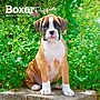 2026 BrownTrout Boxer Puppies 7" x 7" Monthly Wall Calendar (9798330702619)~#|#~C854AD6B-A5DE-42F7-A6D20181D328DC16_sc7