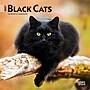 2027 BrownTrout Black Cats 7" x 7" Monthly Wall Calendar, Assorted Colors (9798330709700)~#|#~C95C2CC5-E368-4986-91F8544912EFC7B3_sc7