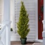 National Tree Company 53" Cedar Tree with Dark Green Round Growers Pot (QLMC8-53-1)~#|#~C9838AB8-76C8-4AB5-828798E075C002B5_sc7