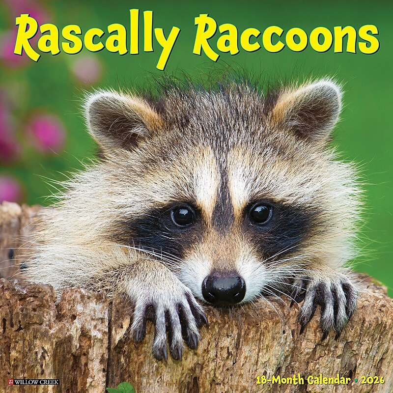 2026 Willow Creek Rascally Raccoons 12" x 12" Monthly Wall Calendar (52570) image 1