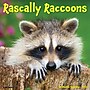2026 Willow Creek Rascally Raccoons 12" x 12" Monthly Wall Calendar (52570)~#|#~C99469D1-A2C3-4AEC-A5B7070C09FF866B_sc7