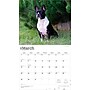 2026 BrownTrout For the Love of Boston Terriers 14" x 12" Monthly Wall Calendar (9798330707119)~#|#~CB04BC7B-E2D5-4BAA-8B8B8DAF069B2738_sc7