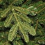 National Tree Company Norwegian Spruce Artificial Christmas Tree (PENG4-300-65)~#|#~CBCAF4AE-1FE1-480A-871E86FCD3946CE5_sc7