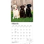 2027 BrownTrout Labrador Retrievers 12" x 12" Monthly Wall Calendar (9798330712540)~#|#~CBD02344-2785-43BB-A6188307255D20A5_sc7
