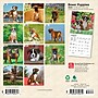 2026 BrownTrout Boxer Puppies 7" x 7" Monthly Wall Calendar (9798330702619)~#|#~CC1D4F25-99D0-4AE7-BF161914CD9C537E_sc7