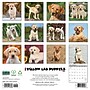 2027 Willow Creek Yellow Lab Puppies 12" x 12" Monthly Wall Calendar, Assorted Colors (63088)~#|#~CC5C6FA1-CC4F-473F-9BF8AD2D32E74661_sc7